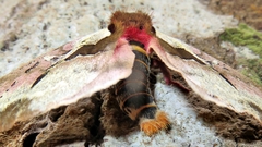 Dirphiopsis multicolor