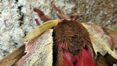 Dirphiopsis multicolor