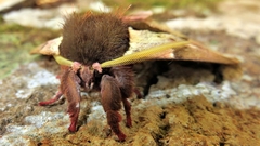 Dirphiopsis multicolor