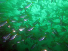 Schuettea scalaripinnis