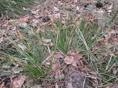 Carex praecox
