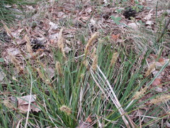 Carex praecox