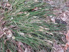 Carex praecox