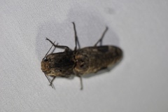 Cryptalaus larvatus pini