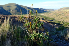 Aloiampelos striatula
