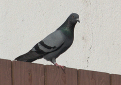Columba livia domestica