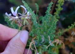 Pelargonium tragacanthoides