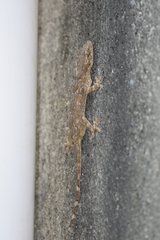 Hemidactylus