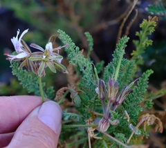Pelargonium tragacanthoides