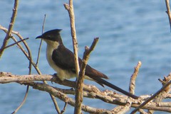 Clamator jacobinus pica