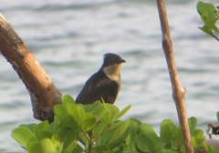 Clamator jacobinus pica