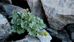 Ranunculus buchananii