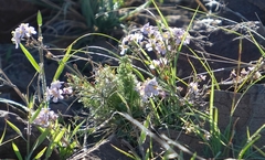 Chaenostoma halimifolium