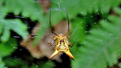 Micrathena sanctispiritus