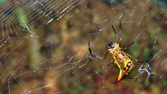 Micrathena sanctispiritus