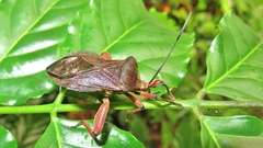 Pachylis bipunctatus