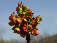 Pseudosmodingium andrieuxii