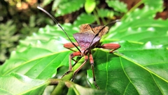 Pachylis bipunctatus