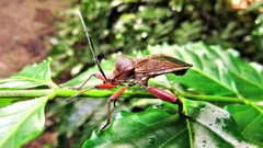 Pachylis bipunctatus