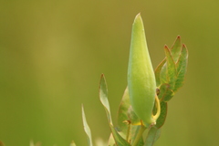Gomphocarpus glaucophyllus
