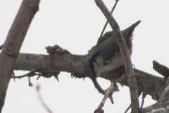 Sitta europaea europaea