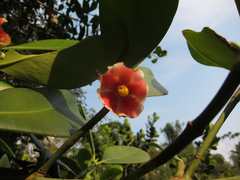 Clusia weddelliana