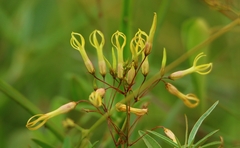 Riocreuxia polyantha