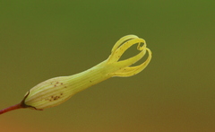 Riocreuxia polyantha