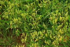 Riocreuxia polyantha