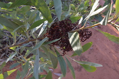 Acacia colei