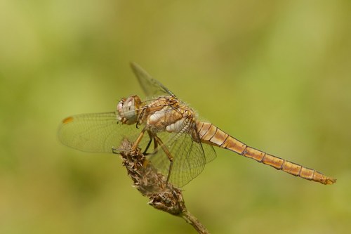 Southern Skimmer