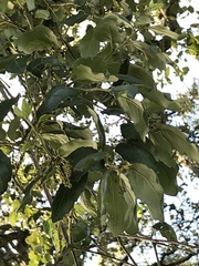 Quercus suber