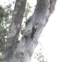 Reinwardtipicus validus