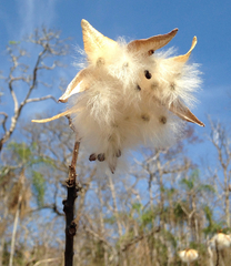 Cochlospermum regium