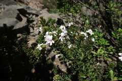 Westringia rubiifolia