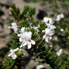 Westringia rubiifolia