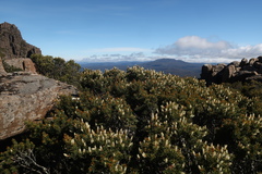 Orites revolutus