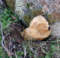 Scleroderma meridionale