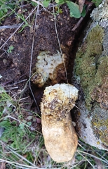 Scleroderma meridionale