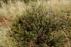 Hermannia spinosa