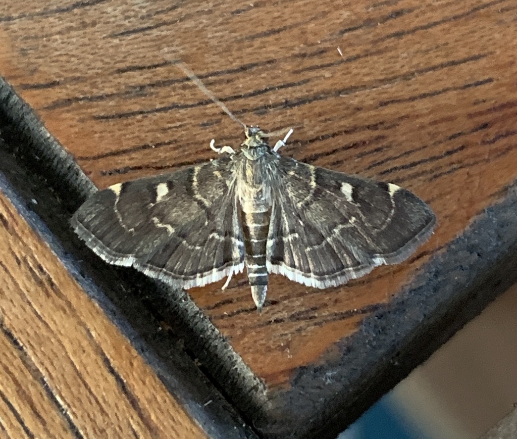 Cryptobotys zoilusalis from Pine Key Bight, FL, US on December 31, 2020