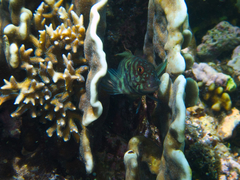 Cirripectes polyzona