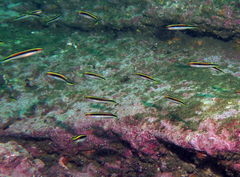 Trachinops taeniatus
