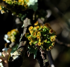 Teloschistes hypoglaucus