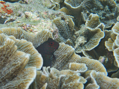 Cirripectes springeri