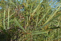 Acacia eriopoda