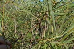 Acacia eriopoda