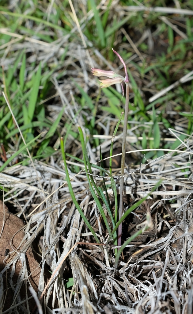 Tulbaghia galpinii