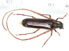 Amphelictus