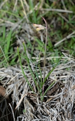 Tulbaghia galpinii